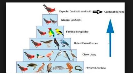 que estudia la taxonomía